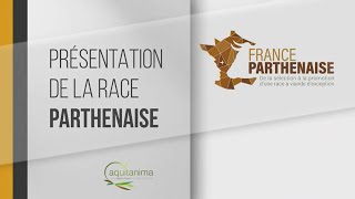 Présentation race Parthenaise [upl. by Irrep]