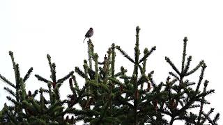 Dunnock singing [upl. by Arda]