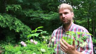 Seed vs Root vs Plant Cuttings [upl. by France969]