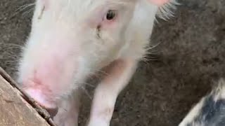 Amazing Wild animals sceneEnjoy the beautiful Scene Relaxation filmrelaxsatisfyCute Pigs [upl. by Grove118]