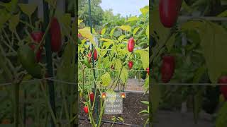 Spicy and sweet peppers in our veggie garden [upl. by Gettings]