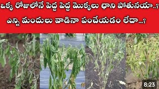 wilt problem in mirchi crop మిరపపంటలోమొక్కలుచనిపోతునవి విల్ట్ప్రాబ్లం గ్రోత్ మిరపపంట [upl. by Camarata]