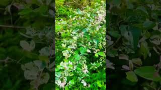 garden plants shorts youtubeshorts trending plants [upl. by Nnaes]