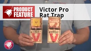 How to Set a Victor Professional Rat Trap [upl. by Lukin430]