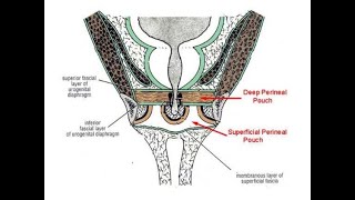 Anatomy of superficial perineal pouch Space and Superficial extravasation of Urine [upl. by Soirtimid516]