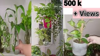 Complete Money plant  propagate  Care  plant bushymarias kitchen hacks 💕 [upl. by Sasnak844]