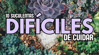 10 Suculentas DIFÍCILES DE CUIDAR [upl. by Kristine811]