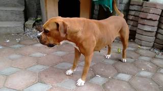 boxer and pitbull mix Zyanya [upl. by Nisen]