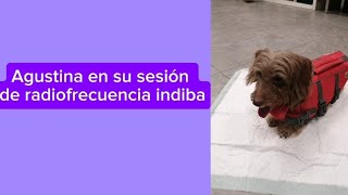 sesión de radiofrecuencia indiba [upl. by Haleehs]