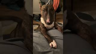 Bull Terrier dog singing a song 🙄😊😀 puppy pets bullterrier [upl. by Petrick]