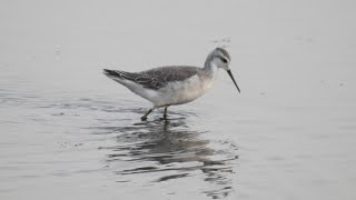 Wilsons Phalarope Marshside RSPB Sep 2024 southliverpoolbirderrspb ribble phalarope birds [upl. by Anifares332]