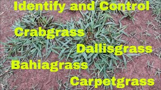 Weed Control and Identification of Crabgrass Dallisgrass Bahiagrass and Carpetgrass [upl. by Ariajay]