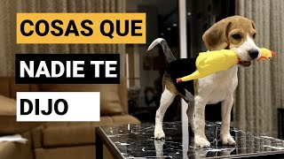 11 Cosas que no te dijeron de los Beagles [upl. by Matazzoni]