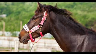 Horse halters for sale [upl. by Savitt]