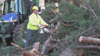 RENDE TAGLIATI GLI ALBERI SU VIA DON MINZONI PROTESTANO GLI AMBIENTALISTI [upl. by Sivie]