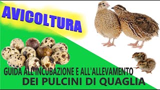 Avicoltura Guida allincubazione e allallevamento dei pulcini di quaglia🐣 [upl. by Dray]