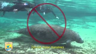 Crystal River Refuges quotManatee Mannersquot for Swimmers [upl. by Eillat278]