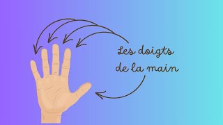 Les doigts de la main  The fingers [upl. by Ybok]