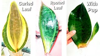 Sansevieria Masoniana Care Guide  Rhizome Root Rot amp Leaf Propagation Whale Fin Snake Plant [upl. by Hayimas858]