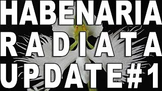 Habenaria Radiata Update 1 [upl. by Eeladnerb]