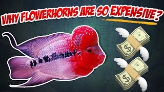 Why Are Flowerhorn cichlids So Expensive [upl. by Eeima]