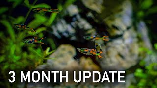 3 Gallon Nano Aquascape  3 Month Update ENDLER GUPPIES [upl. by Ahsyak24]