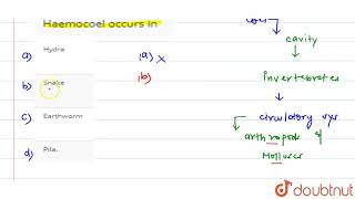 Haemocoel occurs in [upl. by Irual]