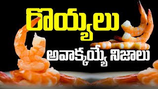 రొయ్యలు అవాక్కయ్యే నిజాలు  Health Benefits of Prawns  Royyalu   prawns royyalu healthtips [upl. by Aihsenet]