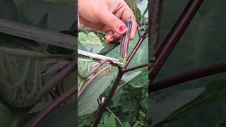 Datura fruit cutting [upl. by Whitby]