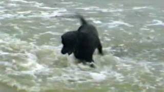 Barney swimming at LeeontheSolent Beach [upl. by Formenti]