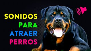 Sonidos para Atraer Perros  ¿Cómo reacciona tu perro [upl. by Odnalref]