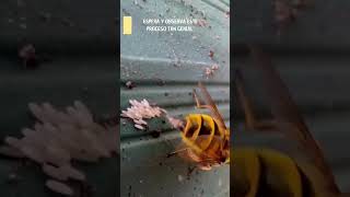 VIDEO DE UNA MOSCA PONIENDO HUEVOS [upl. by Leodora45]