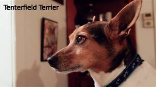 Tenterfield Terrier  small to medium dog breed [upl. by Weismann]