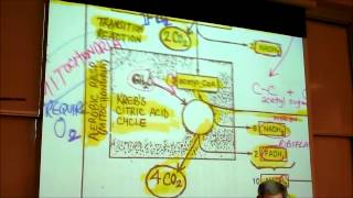 BIOLOGY CELLULAR RESPIRATION 2012 Part 2 by Professor Finkwmv [upl. by Reave]