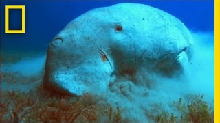 What in the World is a Dugong  National Geographic [upl. by Bagley620]