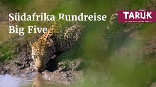 SüdafrikaReise Big Five  Tierbeobachtungen exklusive Lodges und Landschaftsgenuss  Kurzfilm [upl. by Gotcher992]