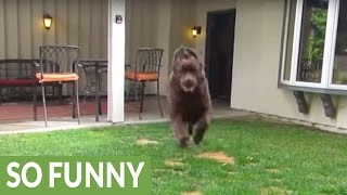 Newfoundland owner realizes puppy is getting too big [upl. by Elka]