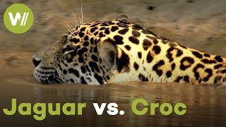 On the hunt with a jaguar  Even crocodiles lose against the king of the rainforest [upl. by Marj]