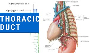 Learn Thoracic duct in 8 minutes with mnemonics  Anatomy demystified [upl. by Hadias]