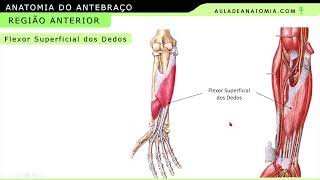 MÚSCULOS DA REG ANTERIOR DO ANTEBRAÇO fisioterapia medicina anatomy anatomia tratamento [upl. by Ydoc]