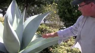 Why You Should Grow Agave guiengola with Kelly Griffin [upl. by Ihdin]