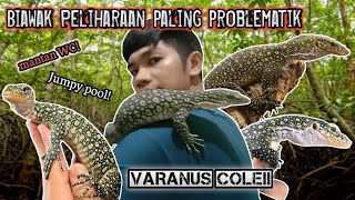 Mengenal Biawak bakau key Peliharaan saya yg problematik  varanus colei  finschi [upl. by Armahs507]