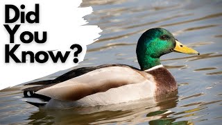 Things you need to know about MALLARDS [upl. by Ayna]