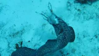 Spotted Moray Eel Eating Lionfish [upl. by Johnsson]