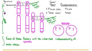 Monohybrid Inheritance Explained [upl. by Nnylorac]