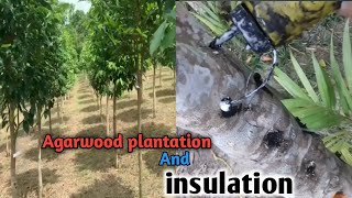 agarwood tree  agarwood plantation in India  agarwood insulation formula  agarwood farming [upl. by Naic]