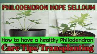 Transplanting Philodendron Hope SelloumTree PhilodendronCare Tips [upl. by Hras]