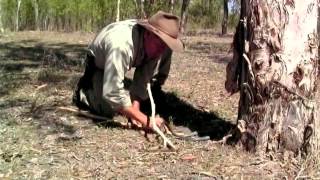 Whip snakes of the outback [upl. by Adev]