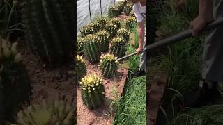 Beautiful Cactus Plant Harvesting satisfying RomFarm [upl. by Aivatnuahs]