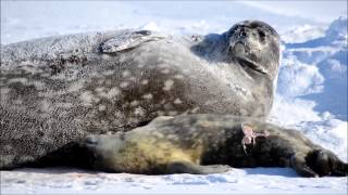 Weddell seal pup [upl. by Smith995]